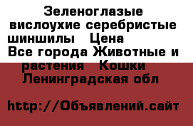 Зеленоглазые вислоухие серебристые шиншилы › Цена ­ 20 000 - Все города Животные и растения » Кошки   . Ленинградская обл.